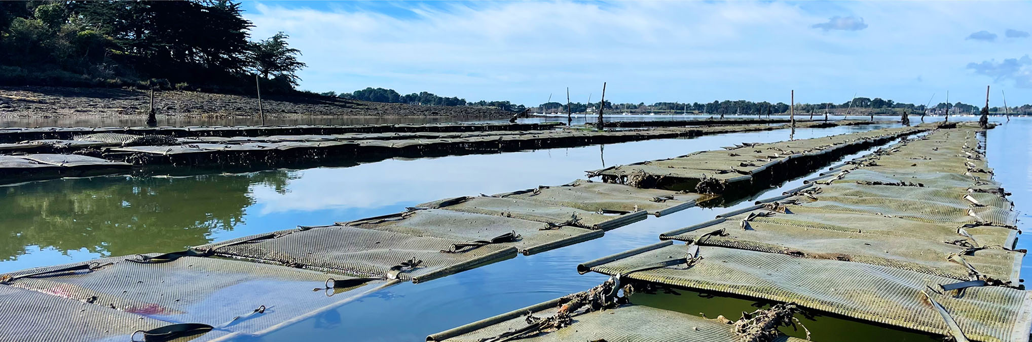 L’OSTREA DU GOLFE