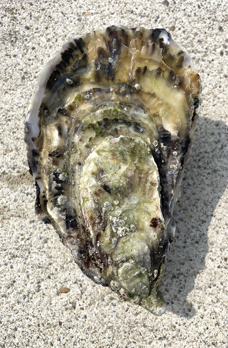 vente d'huîtres Sarzeau dans le Morbihan