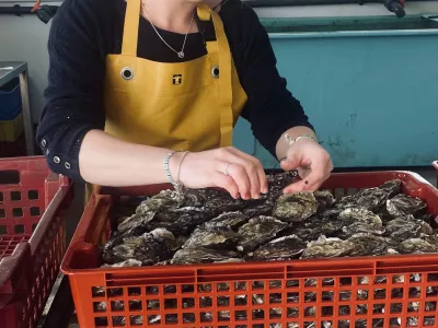 Vente au détail huitres Golfe du Morbihan