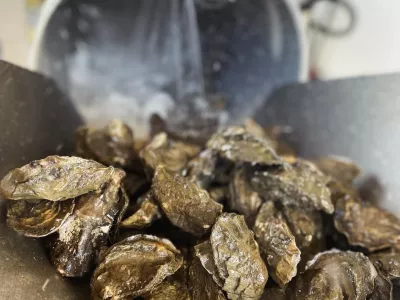 Vente au détail huitres Golfe du Morbihan