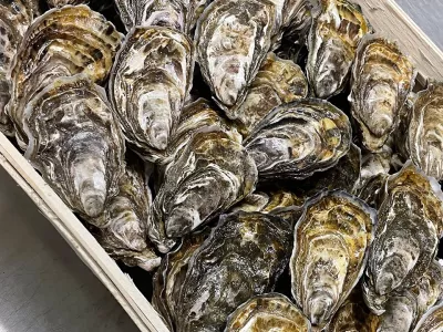 Huîtres pour vos évènements dans le Morbihan