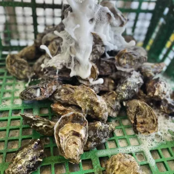 Vente d’huîtres sur les marchés dans le Morbihan 