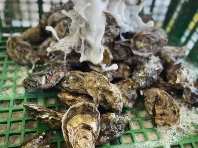 Vente d’huîtres sur les marchés dans le Morbihan 